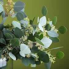 Евкаліпт Пополюс Беррі