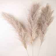 Стабілізована кортадерія