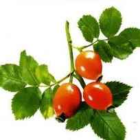 Шипшина зріз