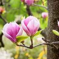 Магнолія зріз гілки