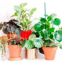 Паперонія 280