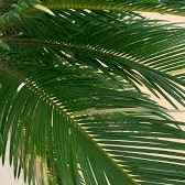 Цикас гілки