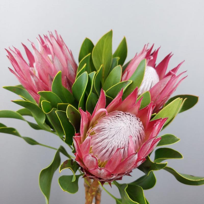 Протея королевская Цинадоролес