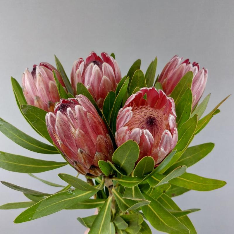 Протея Пинк Айс