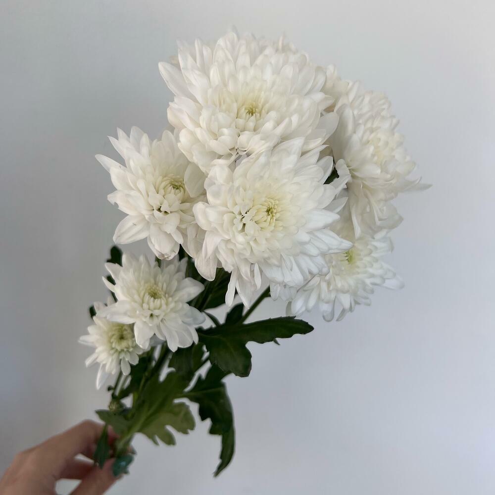 Хризантема белая махровая