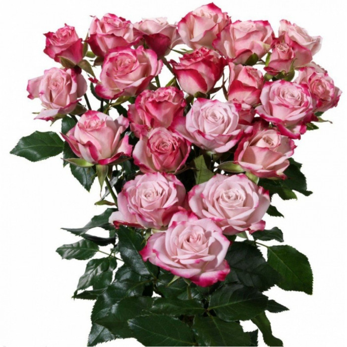 Роза кустовая Рефлекс 60 см Кения