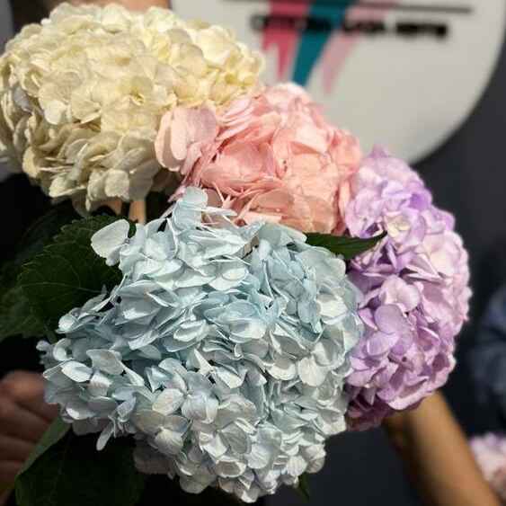 Гортензия в ассортименте Кения