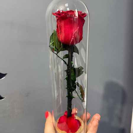 Стабилизированная красная роза в стеклянной колбе, 24 см 