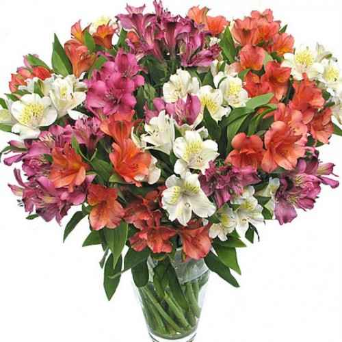 Альстромерия