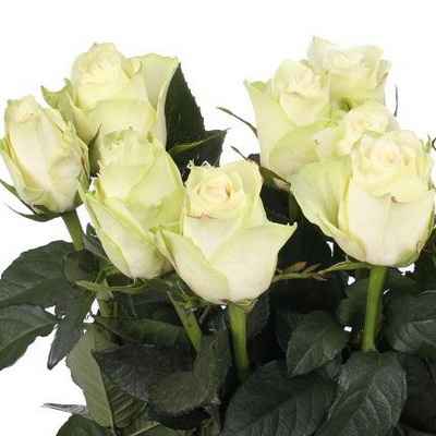 Роза Атена 50 см