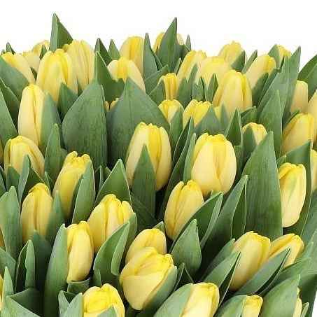 Тюльпан Антарктика Сан Голландия