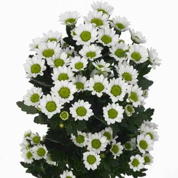 Хризантема сантини Линди Вайт 