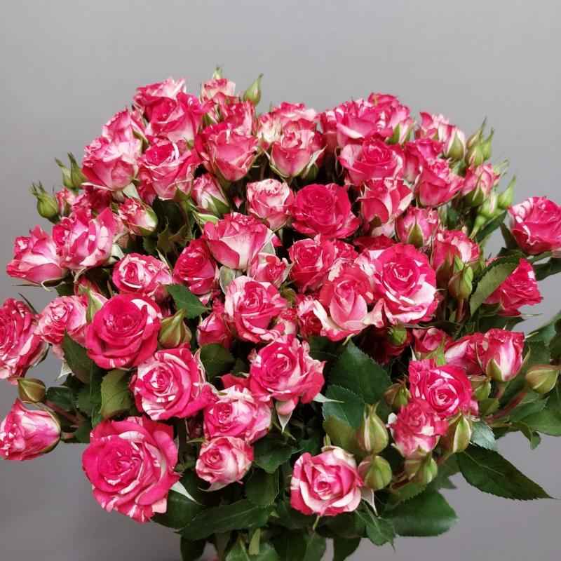 Роза кустовая Фаер Воркс 60 см