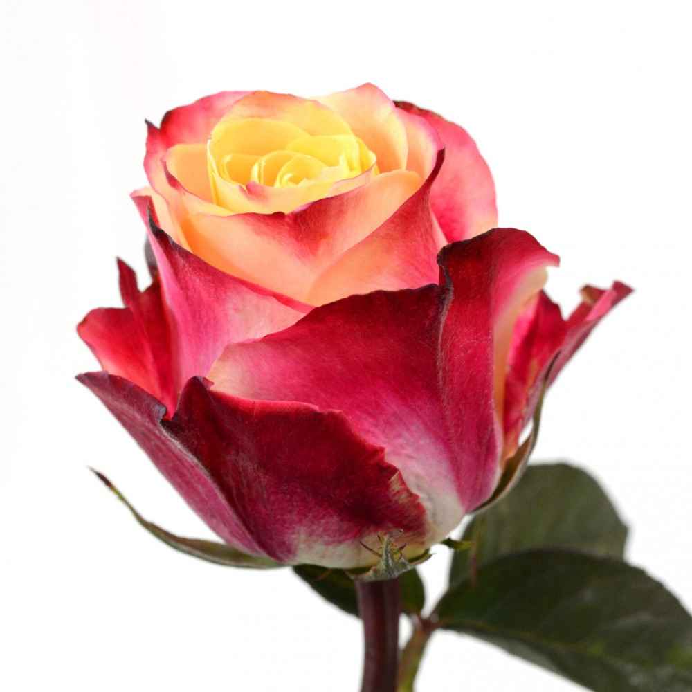 Роза Чапо 60 см Кения