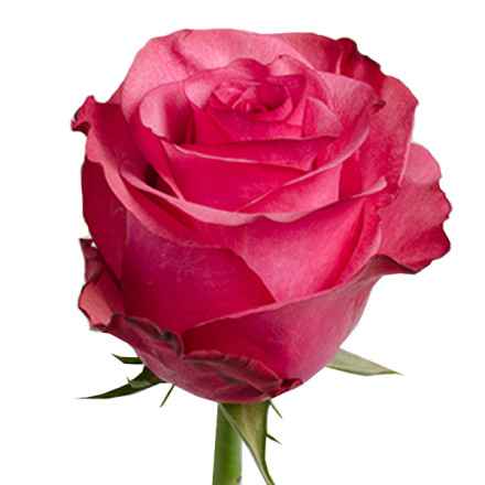 Роза Лола 70 см Эквадор