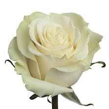 Роза Мондиаль 80 см Эквадор