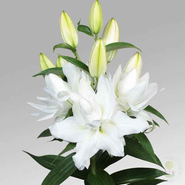 Лилия Шардоне 90см пионовидная Голландия