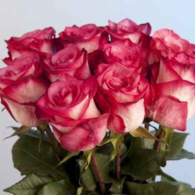 Роза Дабл Дейт 50 см Кения