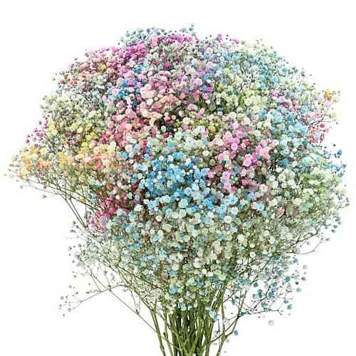 Гипсофила радужная Tessa Эквадор