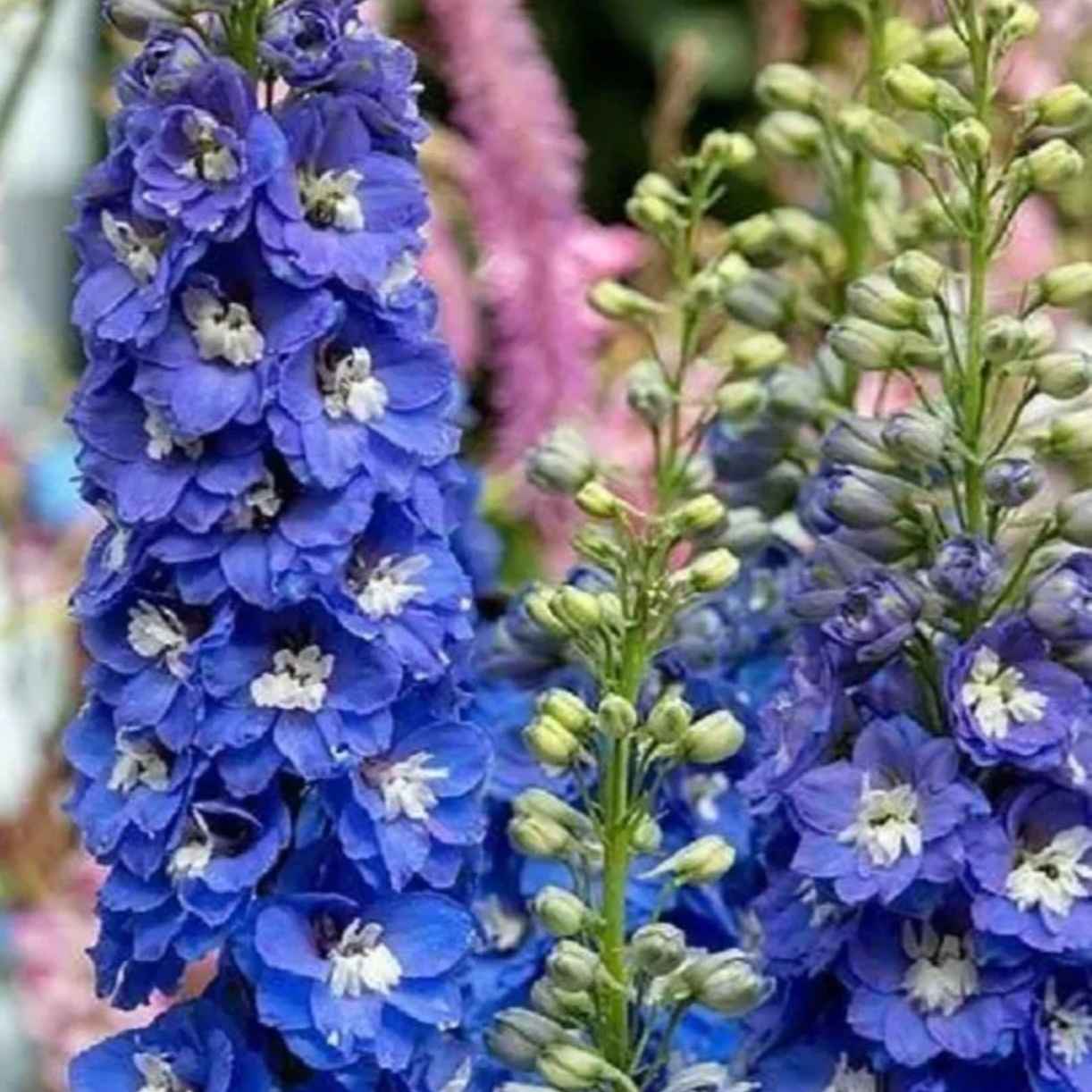 Дельфиниум Джардиан Лаванда 110см Голандия