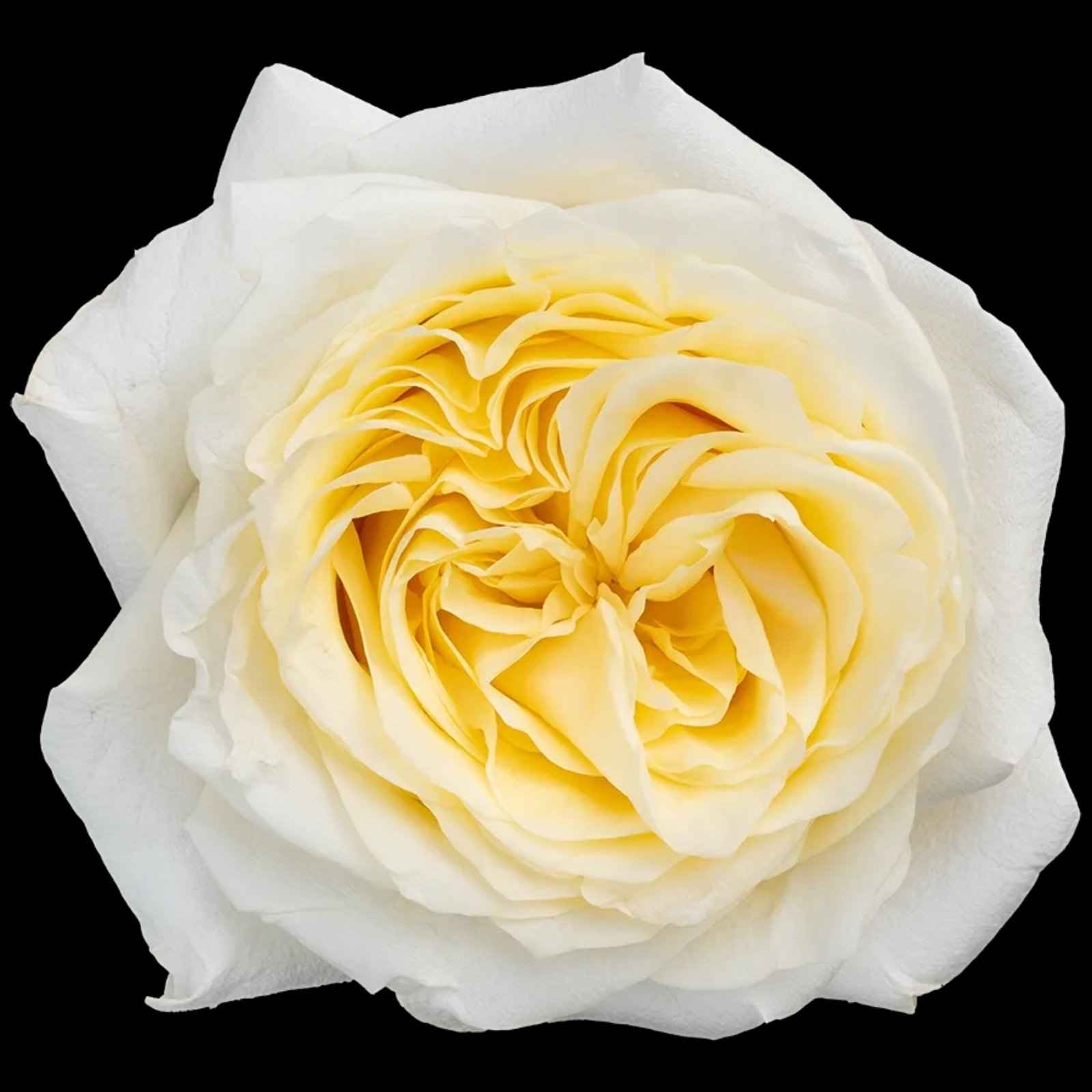 Роза Кендлайт 80см Эквадор