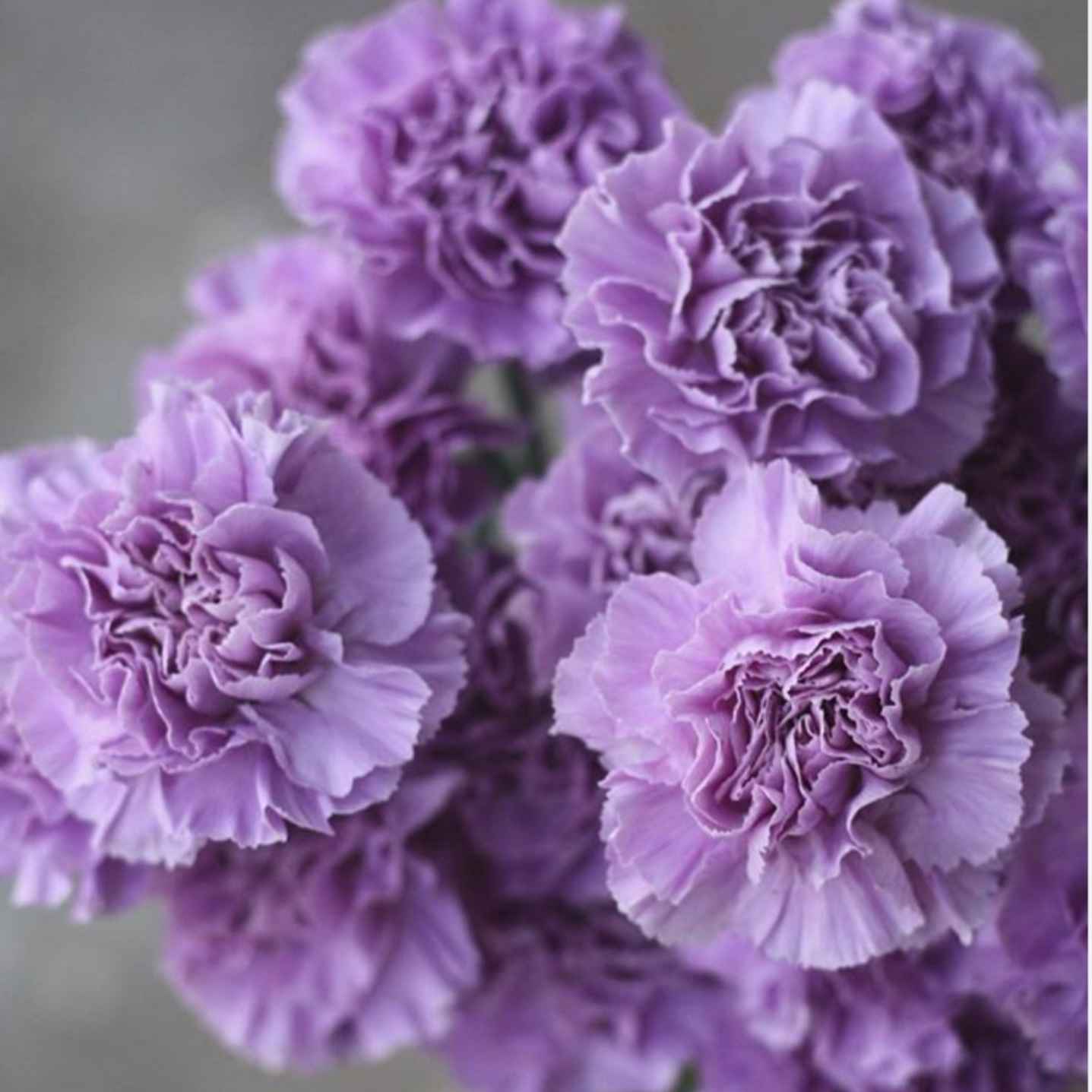 Диантус гвоздика Флоригин Мун Аква Голландия