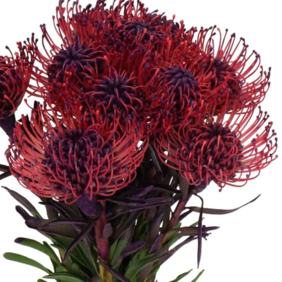 Нутан Наоми 40 см