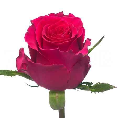 Роза Готча 90 см