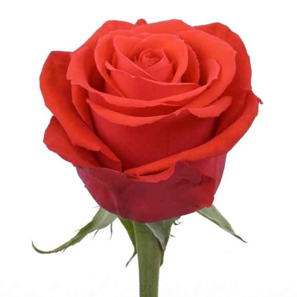 Роза Нина 60 см