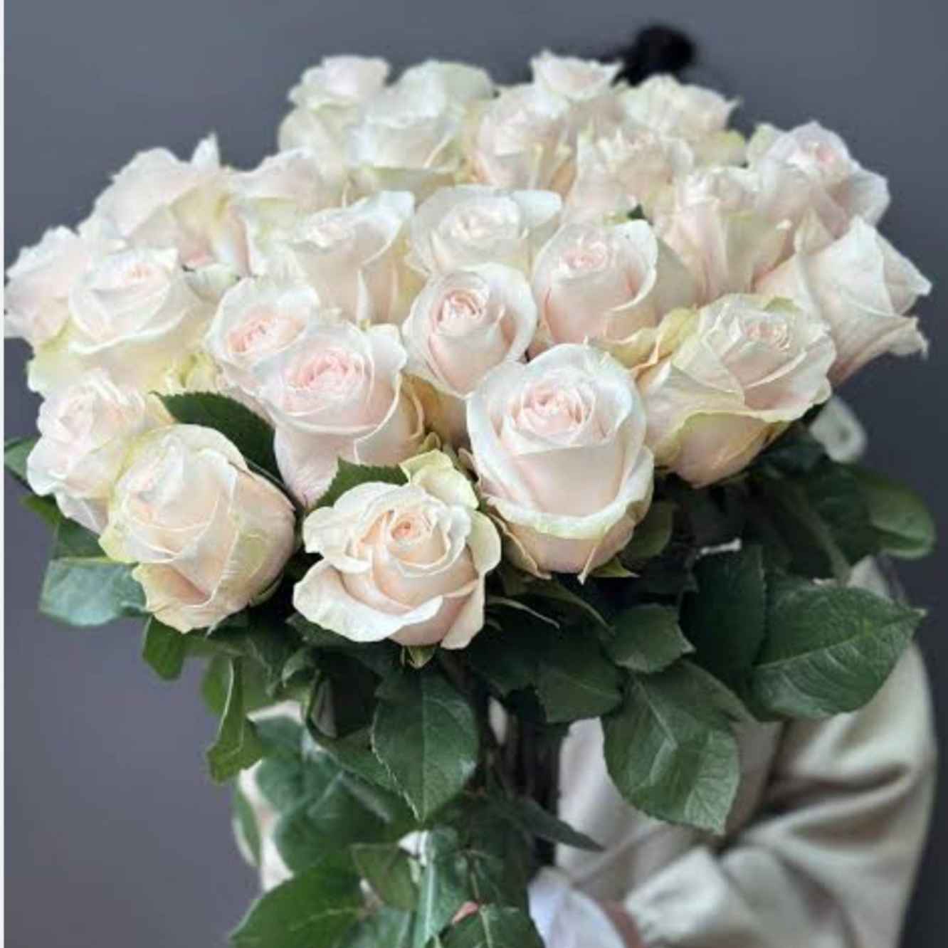 Роза Помароса Кения 70 см