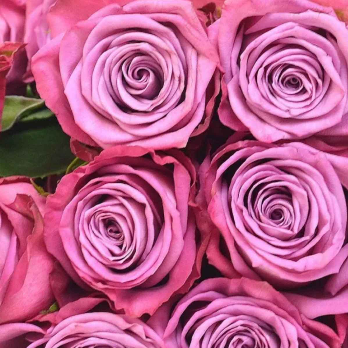 Роза Муди Блюз 90 см Еквадор