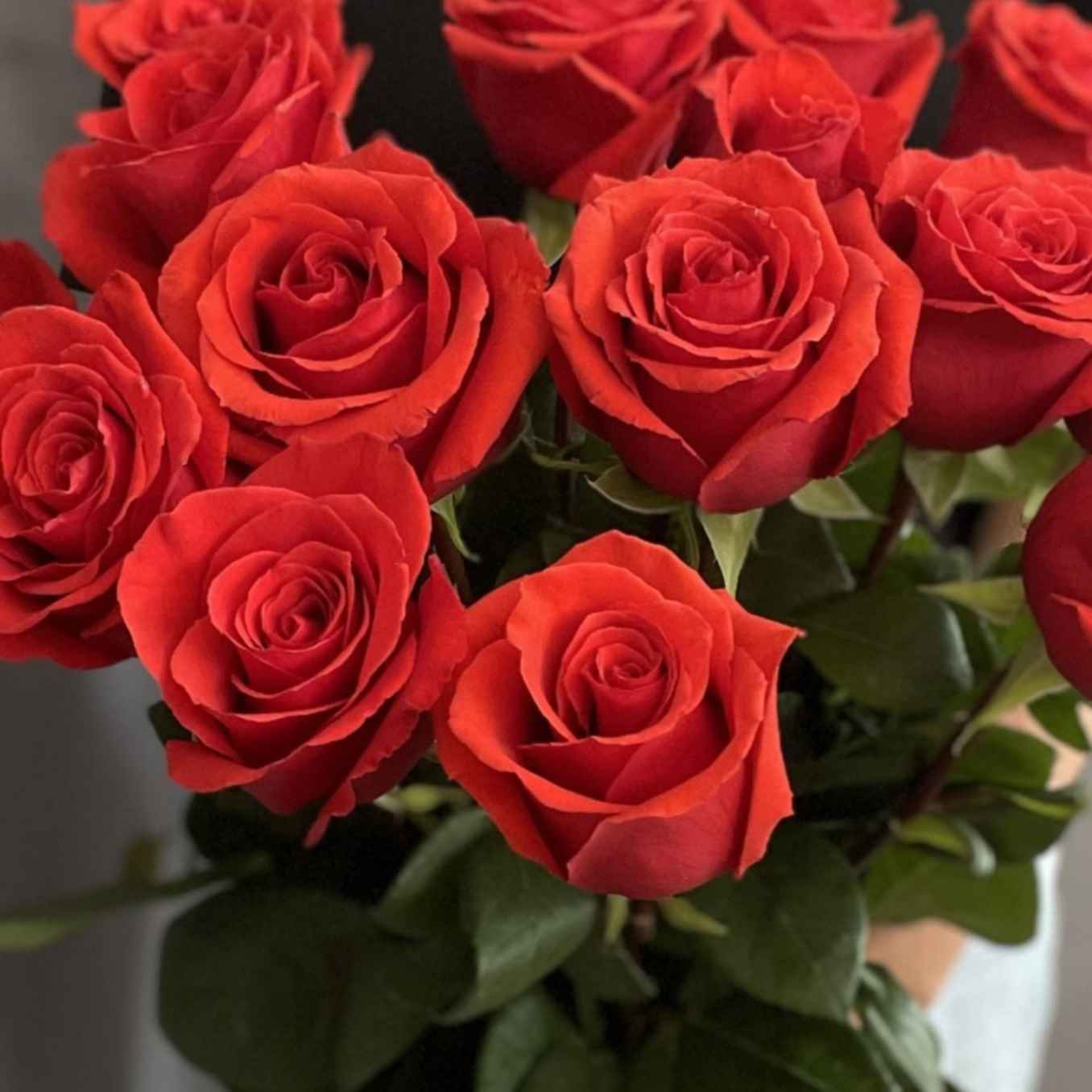 Роза Нина 70 см Эквадор