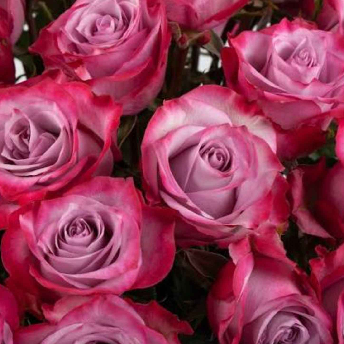 Роза Дип Перпл 70 см Кения