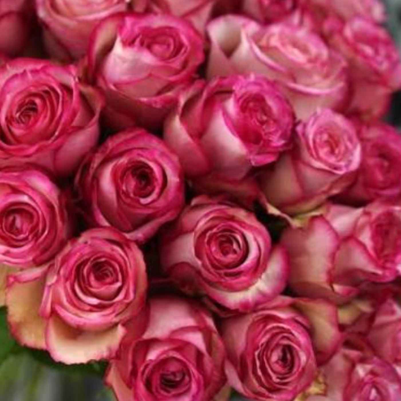 Роза Карусель 70 см Еквадор