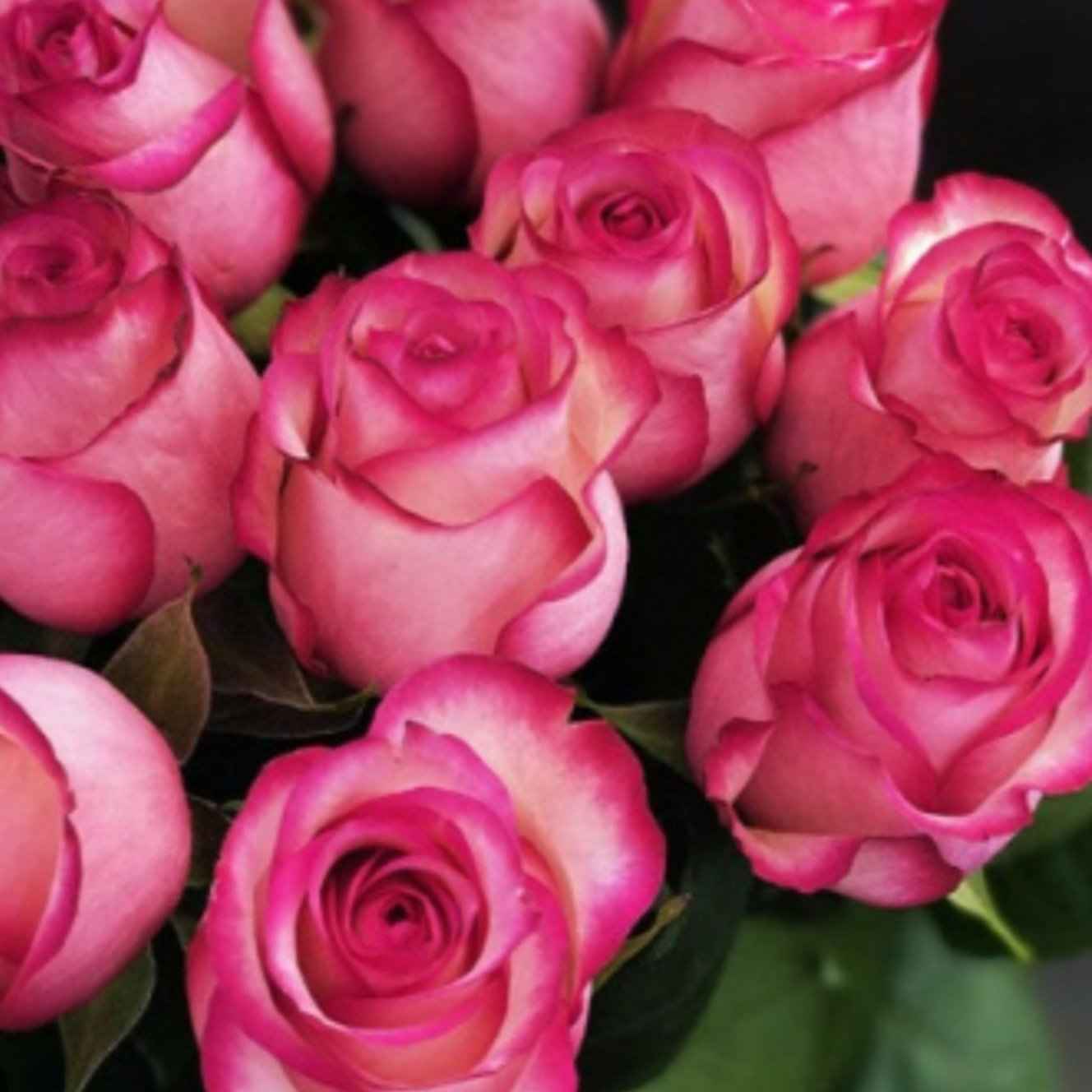 Роза Карусель 60 см Еквадор